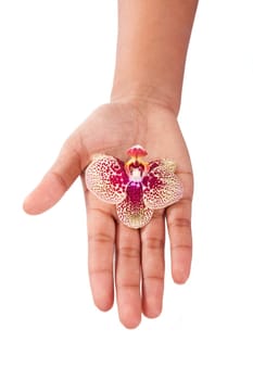 Black African American woman hand holding an orchid flower,isolated on white background