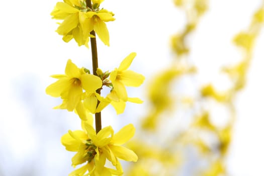 Details of a blossoming forsythia branch in spring isolated.