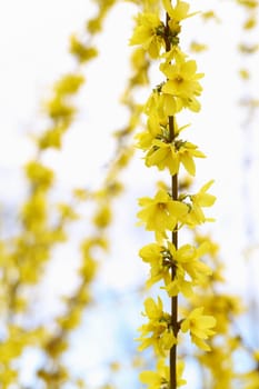 Details of a blossoming forsythia branch in spring isolated.