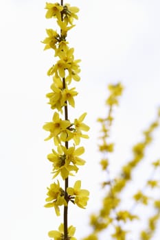 Details of a blossoming forsythia branch in spring isolated.