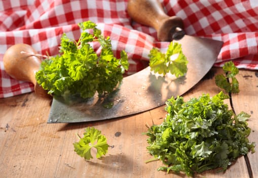 Modern herb cutter (wiegemes) with wooden handles with clumps of parsley against a red gingham cloth.