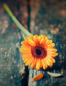 Single bright colourful yellow gerbera daisy lying on a piece of old wood, overhead view with shallow dof