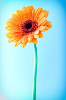 Bright colourful orange Gerbera daisy with water droplets from dew or rain covering the petals against a clear blue sky