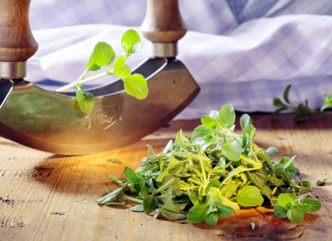 Chopping fresh marjoram with a curved rocker knife for use as an aromatic flavouring and seasoning in salads and cooking