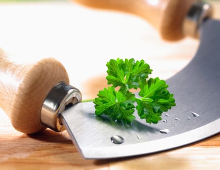 Close up of a modern herb cutter (wiegemes) with wooden handles and a sprig of parsley on the blade.