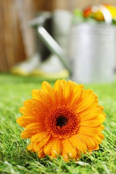 Colourful yellow summer Gerbera daisy with moisture clinging to the petals lying on a green lawn in the garden with shallow dof and a metal watering can visible in the distance