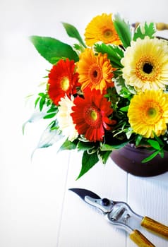 Colourful flower arrangement of bright vivd red, orange and yellow gerbera daisies in a vase on a white wooden background with a pair of garden pruning shears