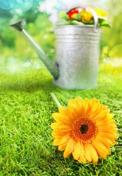 Beautiful yellow summer Gerbera daisy with water droplets clinging to the petals lying on a garden lawn with a watering can visible behind in the sunshine