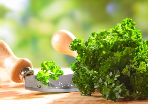 Closeup of a bunch of fresh green crinkly leaf parsley lying on a wooden table outdoors with a curved kitchen blade for chopping