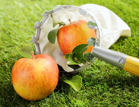 Harvesting delicious fresh autumn apples with a picking net on a wooden pole lying on green grass in the warm sunlight