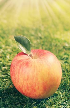 Freshly harvested single red apple with one leaf lying on green grass in the warmth of a glowing sunburst with rays
