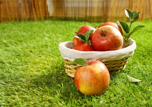 Wicker basket full of freshly picked apples lying on green grass in the garden with a single apple in the foreground on the lawn