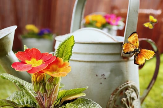 Conceptual image of a summer country garden with an old retro metal watering can, vivid orange ornamental flowers and flying butterflies with shallow dof