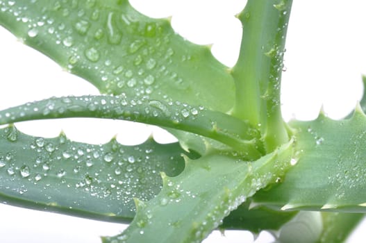fresh aloe leaf. isolated over white background