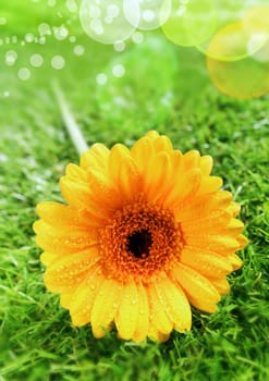 Beautiful yellow gerbera daisy with water droplets from dew or rain beading the petals and a sparkling bokeh from sunlight lighting up the moisture on the green grass
