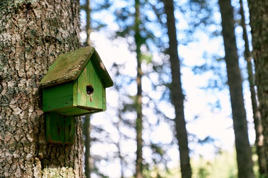 Green birdhouse hanging on a tree in the forest. High quality photo