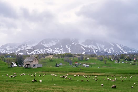 Flock of white sheep grazes near houses in a green valley of snowy mountains. High quality photo