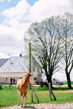 Brown and white horse stands on a green lawn near a fence in the village. High quality photo