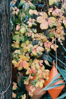 Double anchor buoys hang on ropes among the green leaves on a tree. High quality photo