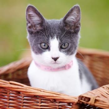 Nature, pet and portrait of cat in a basket in an outdoor garden or park by grass with pink collar. Cute, adorable and small kitten feline animal or pet in a wooden bed on a field in countryside