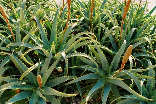 Blooming flower bed with green aloe. High quality photo