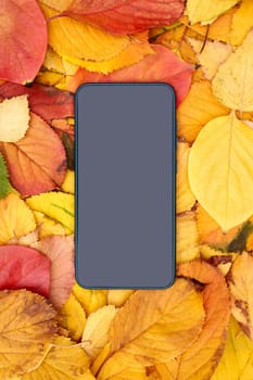 Vertical blank black smartphone lies on fallen autumn leaves. High quality photo