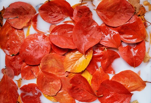 Wet red autumn leaves lie in a white liquid. Top view. High quality photo