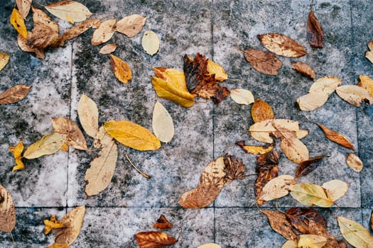 Yellow autumn leaves lie on a gray wet tile. High quality photo