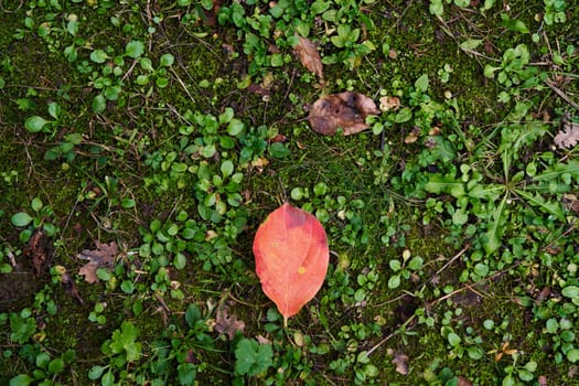 Red autumn persimmon leaf lies on green grass. High quality photo