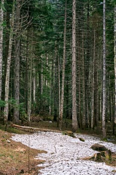 Snowy clearing in a dense spruce forest. High quality photo