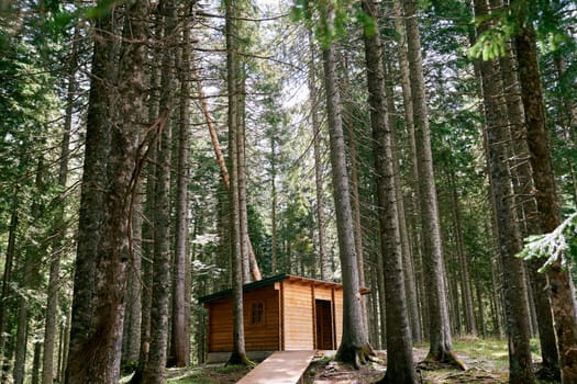 Small wooden house in a spruce forest. High quality photo