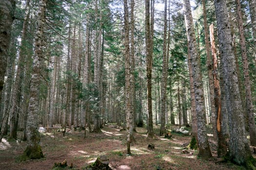 Dense green spruce forest in the sun. High quality photo