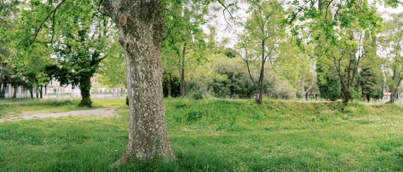 Spotted trunk of a plane tree growing on a green lawn in the park. High quality photo