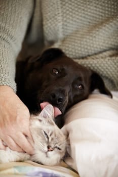 Cat, dog and person relax in bed with calm, comfort and care in home with love of owner. Pet, lick and portrait of animals sleeping together in lap of woman or healthy kitten and puppy with support.