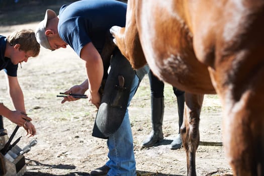 Farrier men, horse hooves and farm with help for running, race and speed with tools, care and support. Vet team, equine doctor and healthcare for animal, pet and together at ranch in countryside.