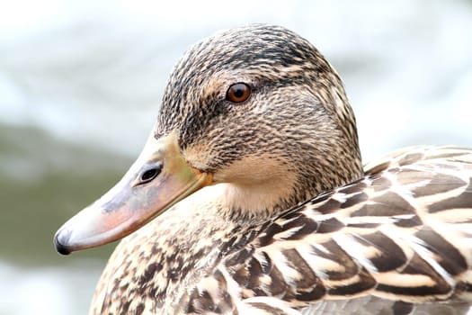 Anas platyrhynchos - The Mallard