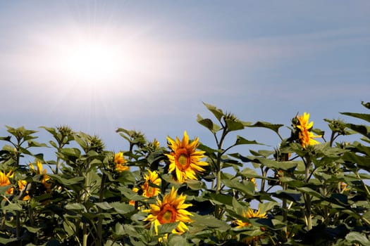 Image of the field of the sunflowers with sun