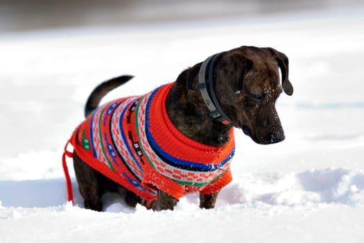 Shot of the dog in the snow