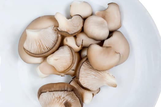 Detail of the oyster cap mushroom