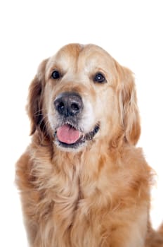 Golden retriever portrait isolated on white background