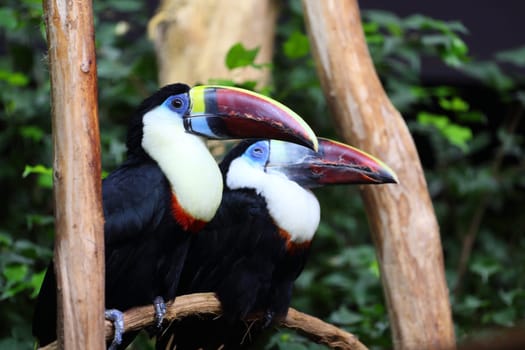 Details of a couple of White throated Toucan in captivity.