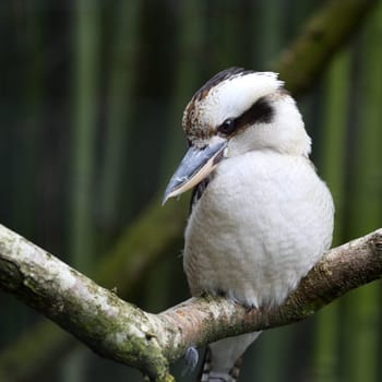 Details of a laughing kookaburra in captivity.