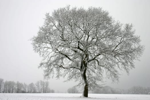 English oak in winter