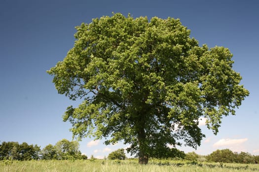 English oak in summer