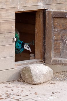 Blue peacock and quail in a stable
