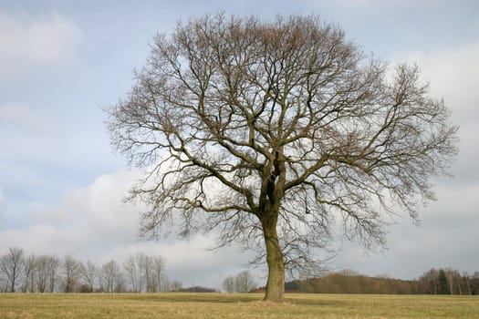 English oak in winter