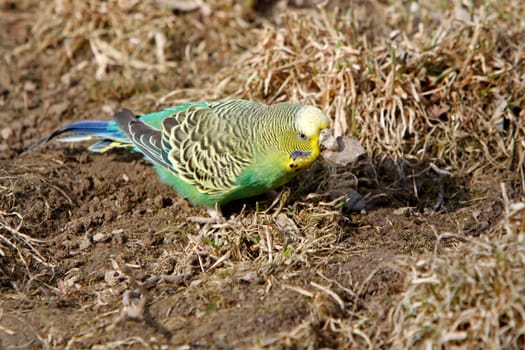 Budgie building a breeding cave