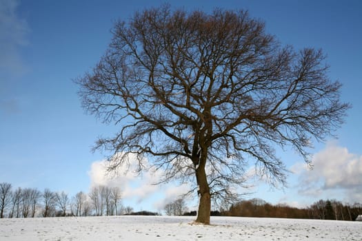 English oak in winter
