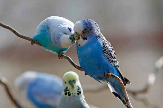 Budgies