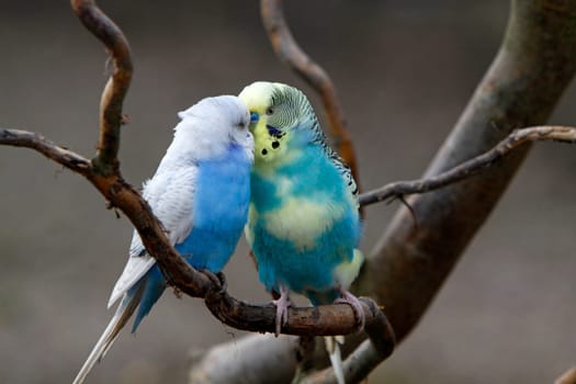 Budgies